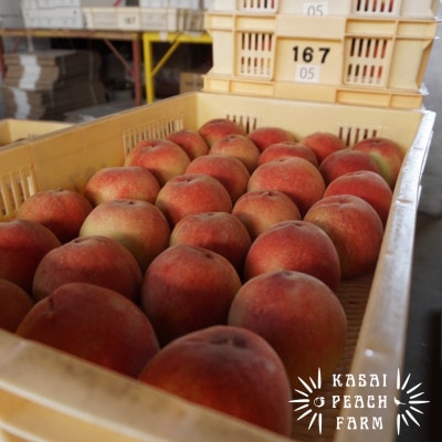 【2026年発送先行受付】厳選朝採り桃 山梨の笠井桃園の桃 1.6kg【配送不可地域：離島】