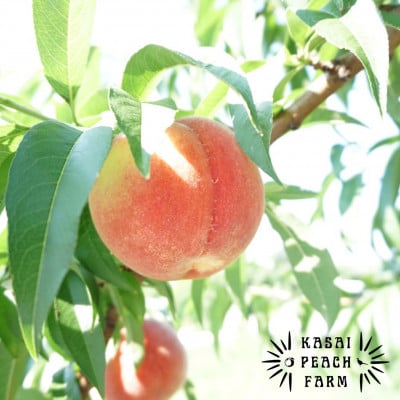 【2026年発送先行受付】厳選朝採り桃 山梨の笠井桃園の桃 3kg【配送不可地域：離島】