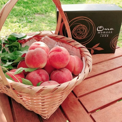 【一流シェフを唸らす逸品】リピーターNo.1樹上完熟桃ギリギリ限界まで完熟2026年8月下旬より発送【配送不可地域：離島・北海道・沖縄県・中国・四国・九州】