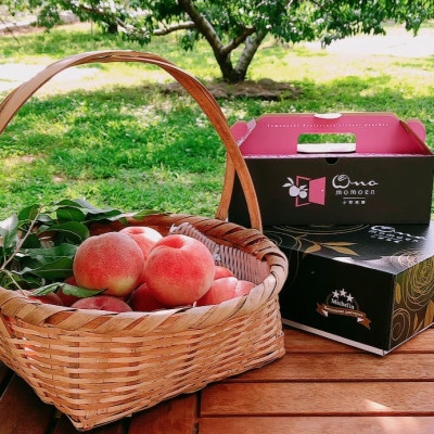 【5年連続TV出演達成】今、最も熱視線を注がれる『樹上完熟ブランド桃』2026年6月下旬より発送【配送不可地域：離島・北海道・沖縄県・中国・四国・九州】