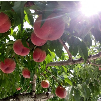 【1泊100万円高級宿御用達】1000個中1個の希少性『幻のシャトーブリアン桃』2026年6月下旬【配送不可地域：離島・北海道・沖縄県・中国・四国・九州】