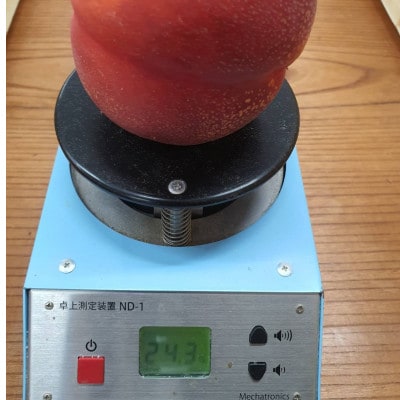 《高糖度ばくだんネクタリン黎明》桃グランプリ日本一受賞＆5年連続TV出演で話題2026年7月中旬発送【配送不可地域：離島・北海道・沖縄県・中国・四国・九州】