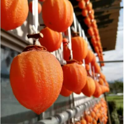 【福をかき込む縁起物】上流階級で嗜まれた幕府献上品『幻の甲州霜降り柿』 2026年1月中旬より発送