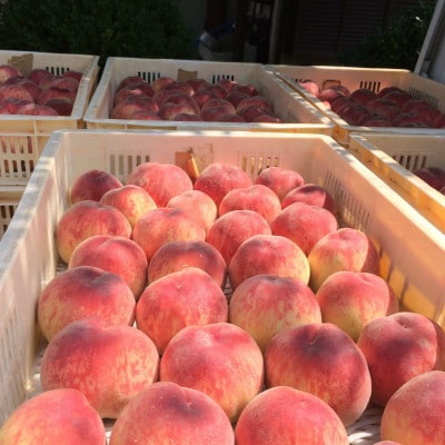 【キレのある甘酸バランス 加納岩白桃】本場山梨品種指定キャンペーン約1kg　2026年6月下旬発送【配送不可地域：離島・北海道・沖縄県・中国・四国・九州】