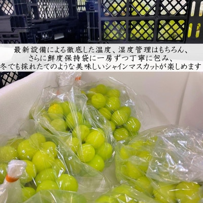 【2026年先行受付】冬季限定!!山梨県山梨市産　クリスマスシャインマスカット　約1kg　2～3房【配送不可地域：離島・沖縄県】