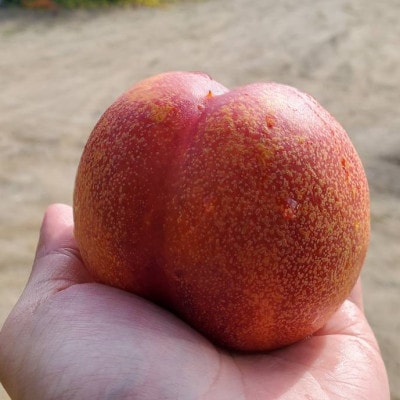 【一度食べたらもう戻れない】マンゴーネクタリンやみつきリピーター続出中2026年7月上旬より発送【配送不可地域：離島・北海道・沖縄県・中国・四国・九州】