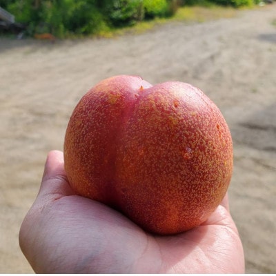 【全国的に出回らない希少桃】マンゴーネクタリンやみつきリピーター続出中2026年7月中旬より発送【配送不可地域：離島・北海道・沖縄県・中国・四国・九州】