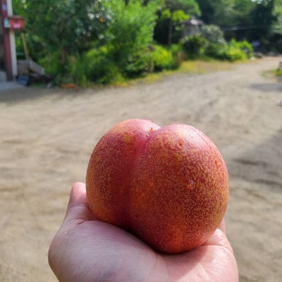 【果汁溢れるクセになる新感覚】マンゴーネクタリンやみつきリピーター続出中2026年7月下旬より発送【配送不可地域：離島・北海道・沖縄県・中国・四国・九州】