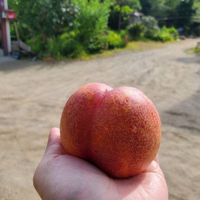 【脳を揺さぶる圧倒的糖度】マンゴーネクタリンやみつきリピーター続出中2026年8月下旬より発送【配送不可地域：離島・北海道・沖縄県・中国・四国・九州】