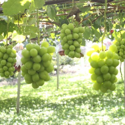 【2026年先行受付】2026年9月下旬発送「牧丘天空のシャインマスカット」 約1kg(2～3房)【配送不可地域：離島・沖縄県】