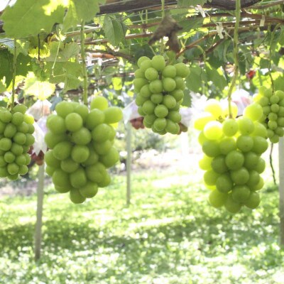 【2026年先行受付】2026年9月中旬発送「牧丘天空シャインマスカット」約1kg(2～3房)【配送不可地域：離島・沖縄県】