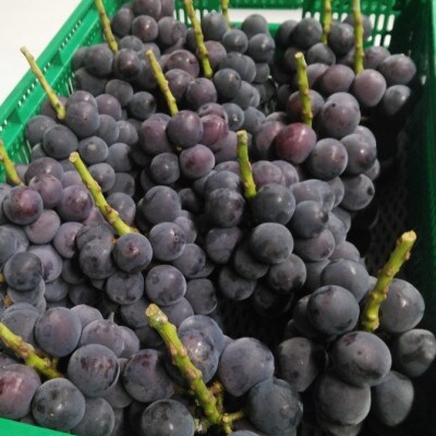 【2026年先行受付】2026年9月中旬発送「幻の牧丘天空キング巨峰」 約1kg(2～3房)【配送不可地域：離島・沖縄県】