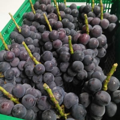 【2026年先行受付】2026年9月下旬発送「幻の牧丘天空キング巨峰」 約1kg(2～3房)【配送不可地域：離島・沖縄県】