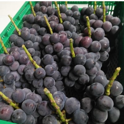 【2026年先行受付】2026年10月上旬発送「牧丘天空キング巨峰」 約1kg(2～3房)【配送不可地域：離島・沖縄県】