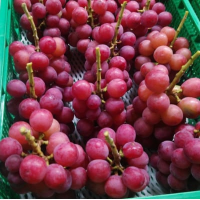 【2026年先行受付】2026年9月中旬発送「牧丘天空クイーンニーナ」約1kg(2～3房)【配送不可地域：離島・沖縄県】