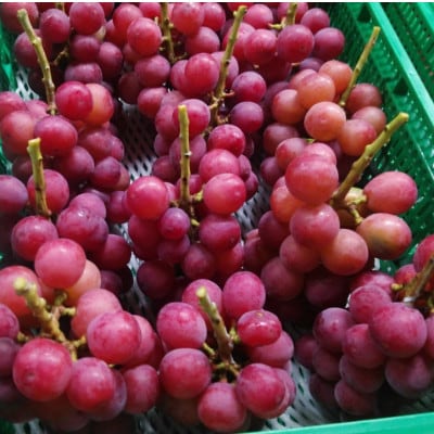 【2026年先行受付】2026年9月下旬発送「牧丘天空クイーンニーナ」 約1kg(2～3房)【配送不可地域：離島・沖縄県】