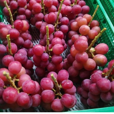 【2026年先行受付】2026年10月上旬発送「幻の牧丘天空クイーンニーナ」約1kg(2～3房)【配送不可地域：離島・沖縄県】