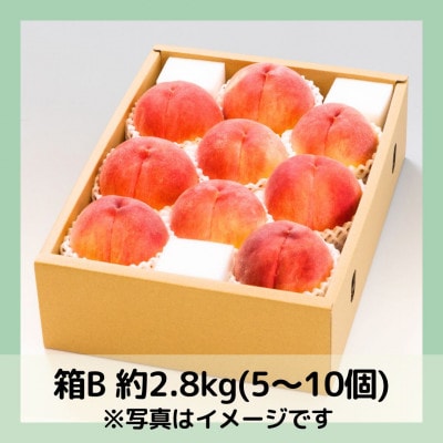 【2026年先行予約】山梨・萩原フルーツ農園の白桃　B (約2.8kg 5～10個)【配送不可地域：離島】