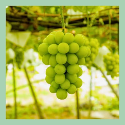 山梨 はぎふる ノンアルコールスパークリング シャインマスカット 300ml×2本 (化粧箱入)