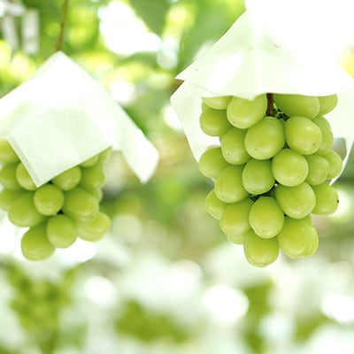 【2026年先行受付】山梨市産シャインマスカット(匠) 2kg以上(3～4房)【配送不可地域：離島】