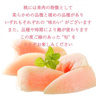 【2026年先行予約】硬めの品種の桃・2K(5~6個)「龍の木の実 望月のもも」【配送不可地域：離島・沖縄県】