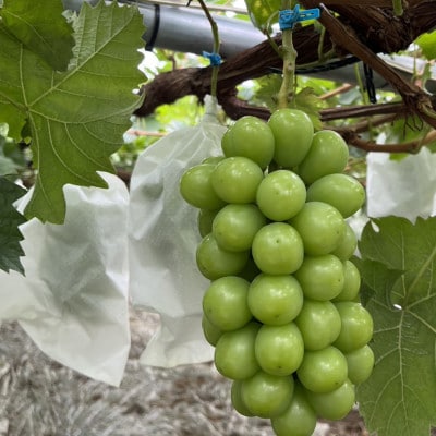 【今だけしか食べれない】最高糖度20度オーバー贈答ハウスオブシャインマスカット2026年6月上旬発送【配送不可地域：離島】