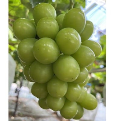 【旬を先取り】最高糖度20度オーバー贈答用プレミアム甲州戦国ハウスオブシャイン2026年6月中旬発送【配送不可地域：離島】