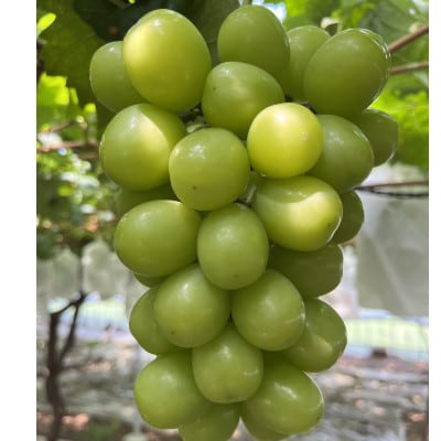 【今逃せば1年待ち】最高糖度20度オーバー贈答用甲州戦国ハウスオブシャイン2026年6月下旬より発送【配送不可地域：離島】