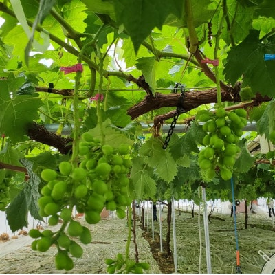 【唯一無二の逸品】ココだけしか味わえない幻のハウスオブシャインマスカット2026年6月下旬より発送【配送不可地域：離島】