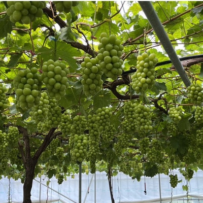 【1年で今しか食べられない】幻のハウスオブシャインマスカット心行くまで堪能2026年6月上旬発送【配送不可地域：離島】