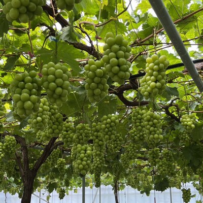 【本場山梨の旬を堪能】今逃せば1年待ちの幻のハウスオブシャインマスカット2026年6月中旬発送【配送不可地域：離島】