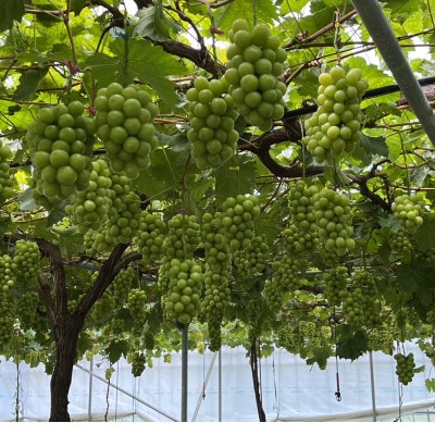 【幻のハウスオブシャインマスカット】今の時期しか収穫できない幻の逸品2026年6月下旬より発送【配送不可地域：離島】