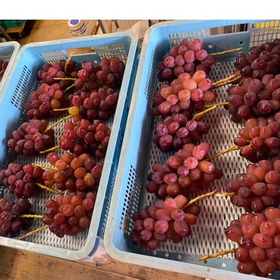 【早い者勝ち】本場山梨が誇る幻の傑作『富士の輝』贈答プレミアム2026年9月中旬発送【配送不可地域：離島】