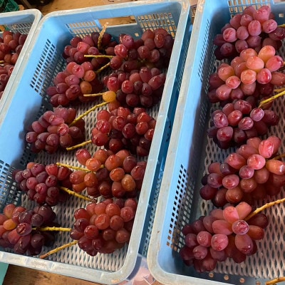 【超希少なレア品種】ごく限られた生産者しか許されない贈答プレミアム富士の輝2026年9月下旬より発送【配送不可地域：離島】