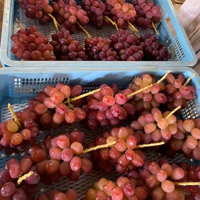 【本場山梨の希少品種】見つけたらラッキーなかなかお目にかかれないお試し富士の輝2026年9月中旬発送【配送不可地域：離島】