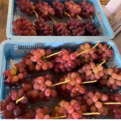 【見つけたらラッキー】この時期しか食べれない数に限りのある希少品種富士の輝2026年9月下旬より発送【配送不可地域：離島】