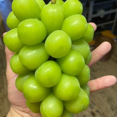 【本場山梨誇る】高糖度×大粒が織りなす甲州戦国シャインマスカットプレミアム2026年9月下旬より発送【配送不可地域：離島】