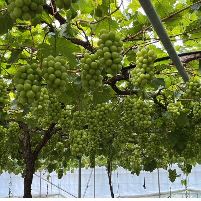 【葡萄生産量日本一】本場山梨の大自然が生み出した甲州戦国シャインマスカット2026年9月中旬より発送【配送不可地域：離島】