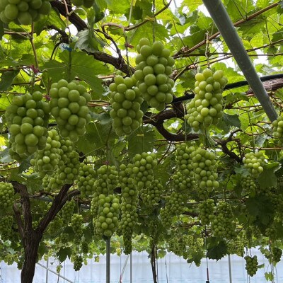 【本場の旬を堪能】本場山梨の甲州戦国シャインマスカットお試し2026年9月下旬より発送【配送不可地域：離島】