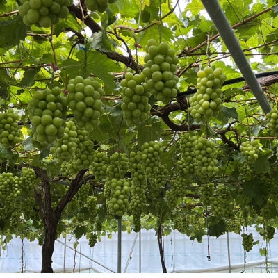 【本場山梨の旬を心ゆくまで堪能】甲州戦国シャインマスカット2026年9月中旬より発送【配送不可地域：離島】