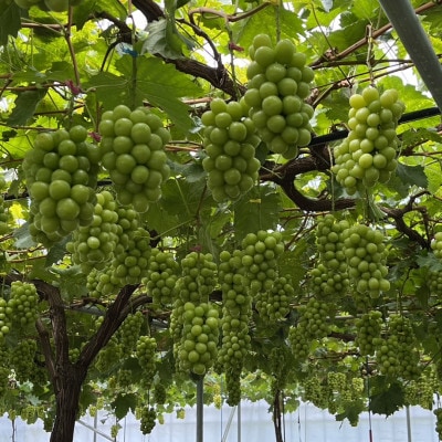【山梨の大自然×本場山梨の匠】山梨が織りなす甲州戦国シャインマスカット2026年9月下旬より発送【配送不可地域：離島】