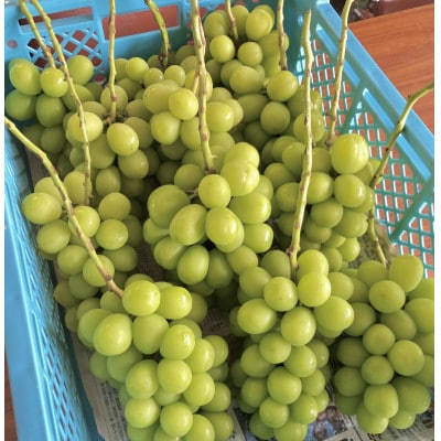 【2026年先行予約】シャインマスカット2~3房(約1.5kg)【配送不可地域：離島】