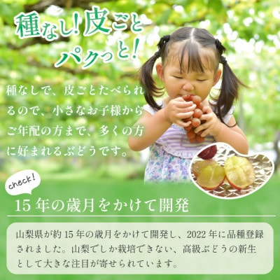 2026年発送【数量限定】山梨県産 希少品種「サンシャインレッド」2房約1kg  化粧箱入【配送不可地域：離島・沖縄県】