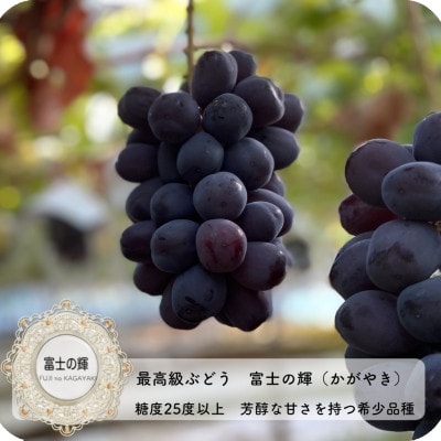 【2026年先行受付】富士の輝　大房800g以上　1房【配送不可地域：離島】