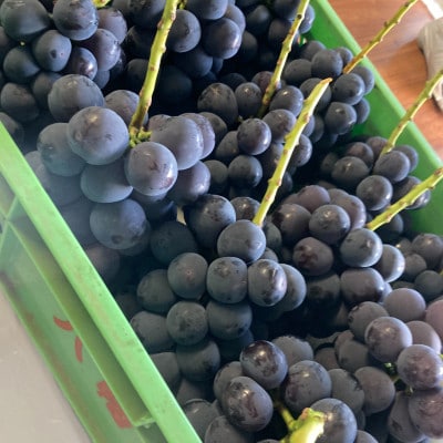 【2026年先行予約】ピオーネ2～3房(約1.5kg)【配送不可地域：離島】