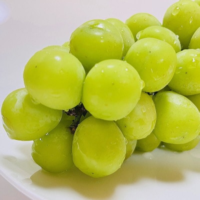 【2026年 先行予約】朝採り シャインマスカット 約600g(1房)【配送不可地域：離島・沖縄県】