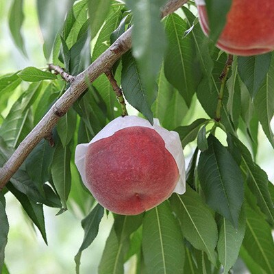 【ふるさと納税】2026年先行予約 山梨県山梨市産 桃 約2kg(5～8玉)【配送不可地域：離島】