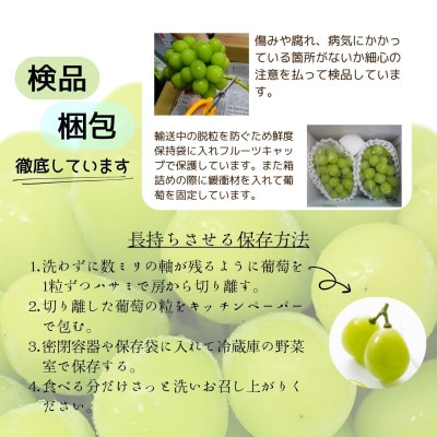 【2026年発送 先行受付】シャインマスカット　3～5房 2kg【配送不可地域：離島】