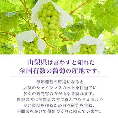 【2026年発送 先行受付】シャインマスカット　2～3房 1.5kg【配送不可地域：離島】