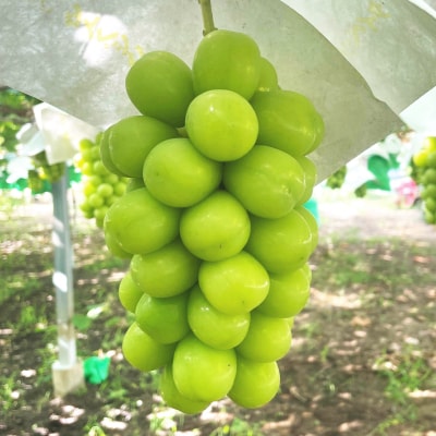 【2026年発送 先行受付】シャインマスカット　2房 1kg【配送不可地域：離島】